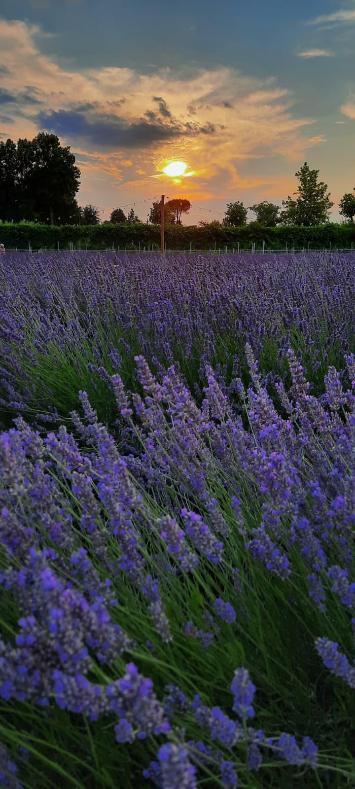 LAVANDA DEL BRENTA