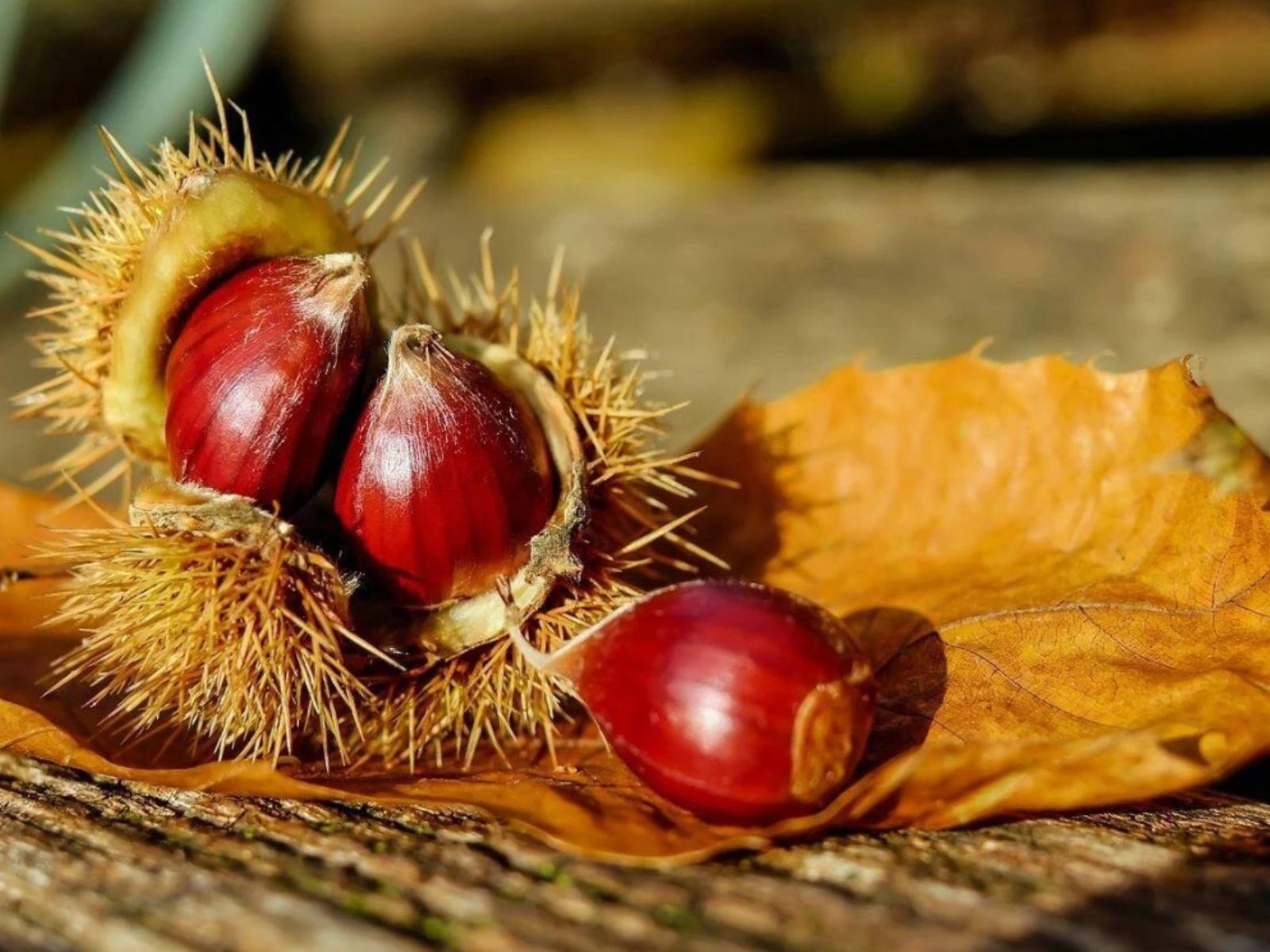 Autunno, Castegne e...Sipario!
