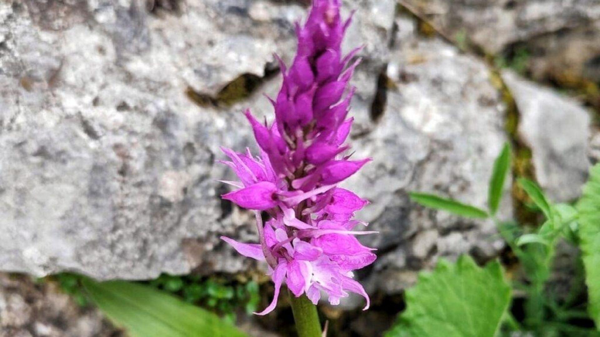 Rifugio Bianchet, nel cuore della Val Vescovà