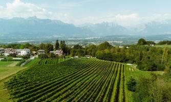 Azienda agricola Vitivinicola di Dalla Vecchia Miliano