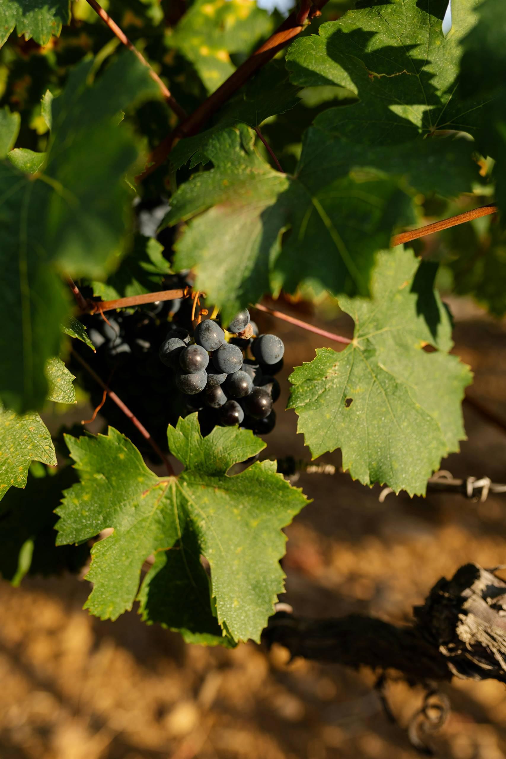 Giro delle vigne