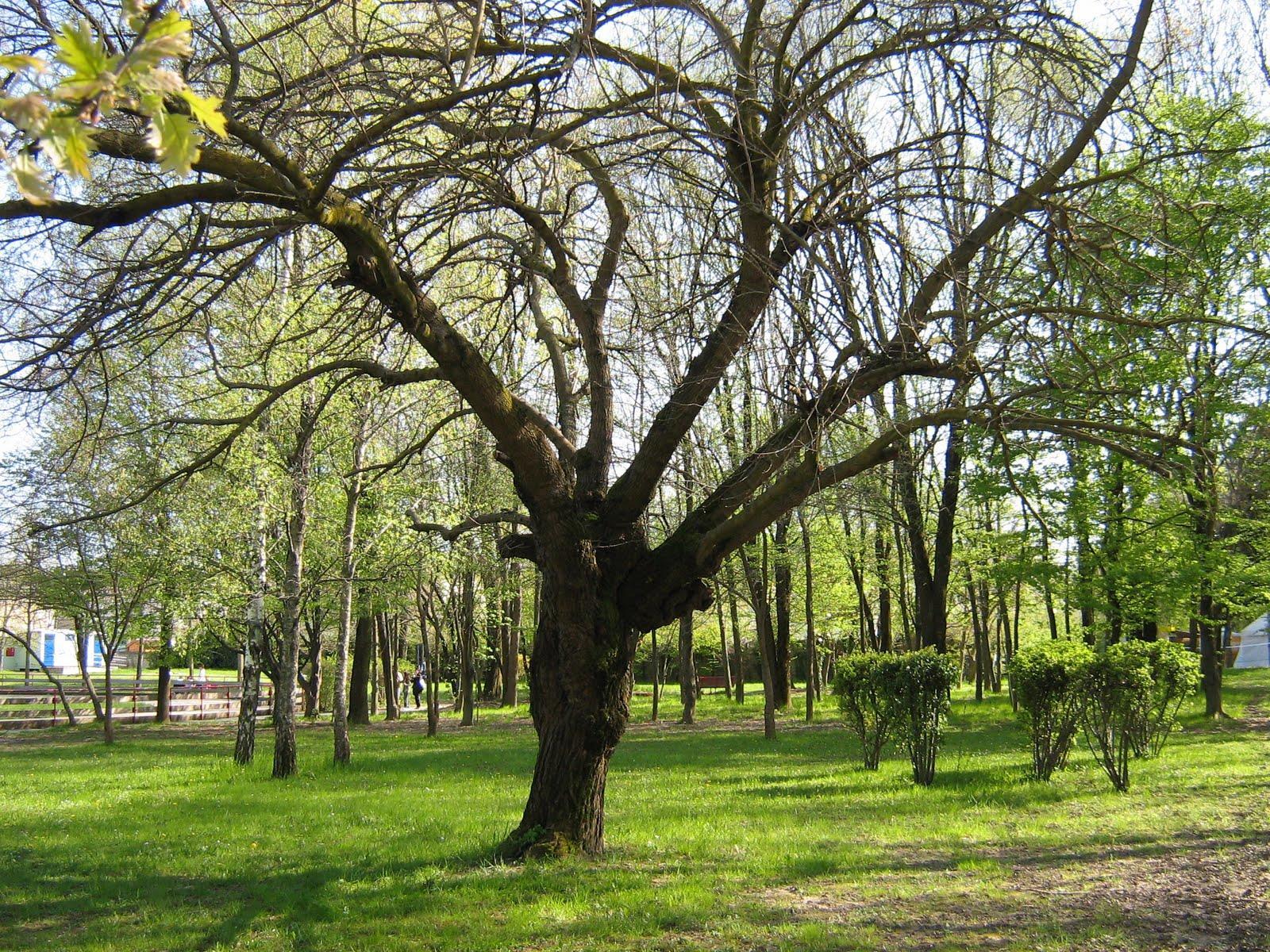 Parco Nuove Gemme