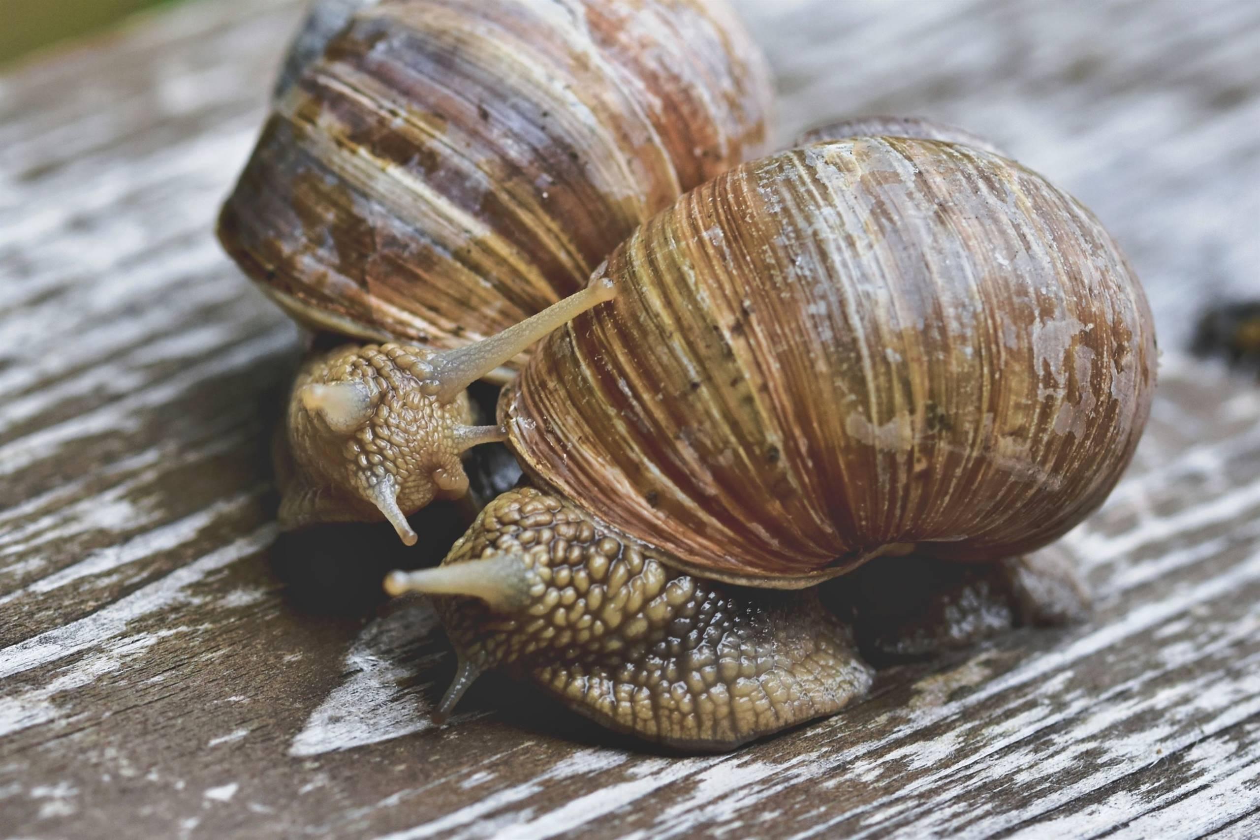 Sagra degli s’cios