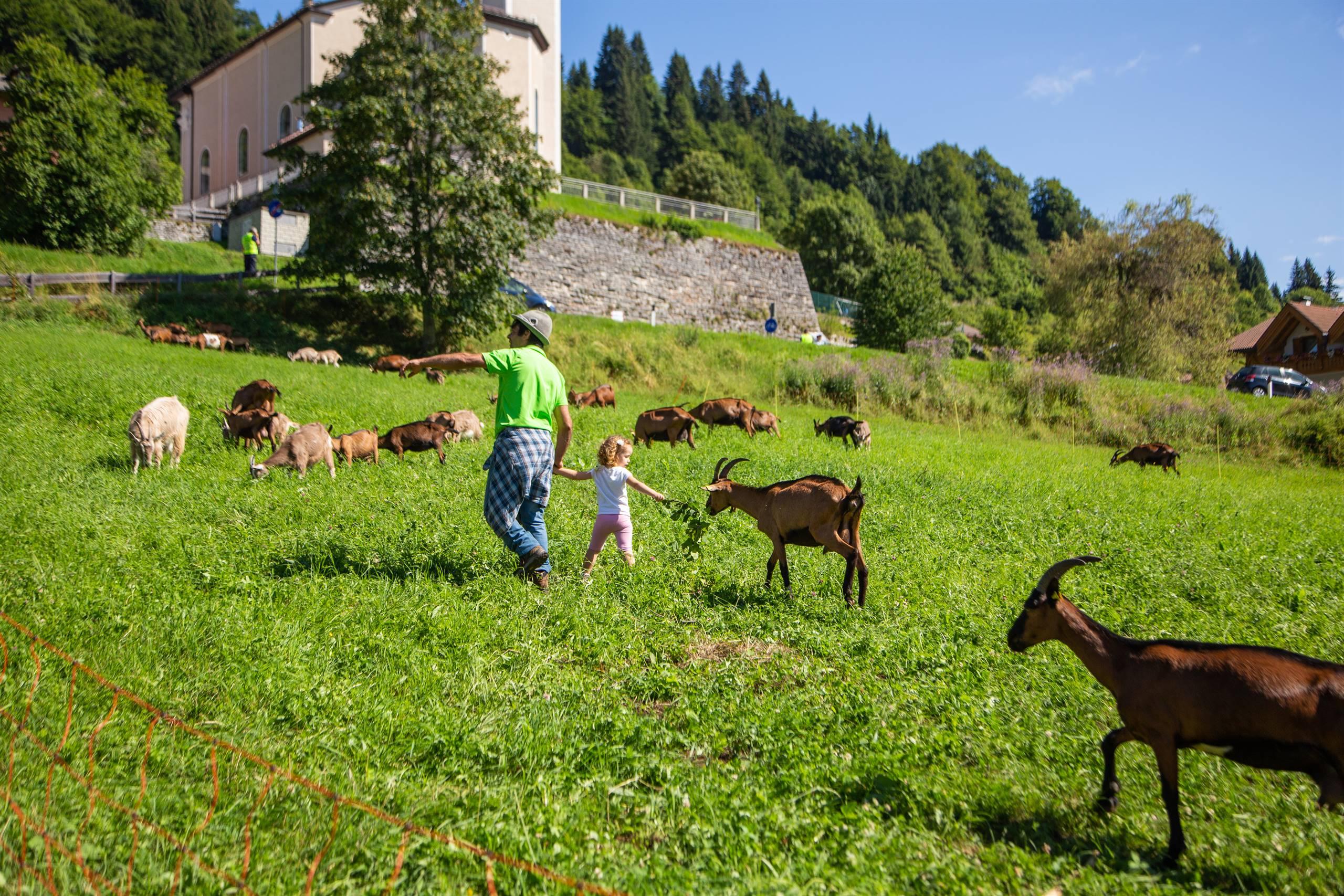 Passeggiata con le caprette