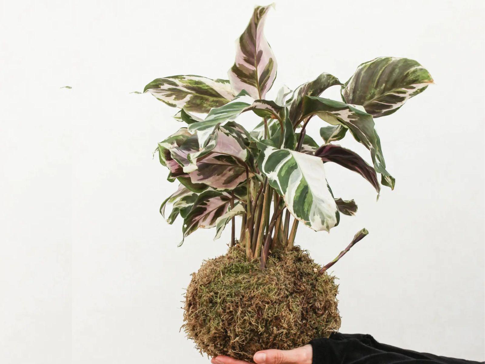 Kokedama