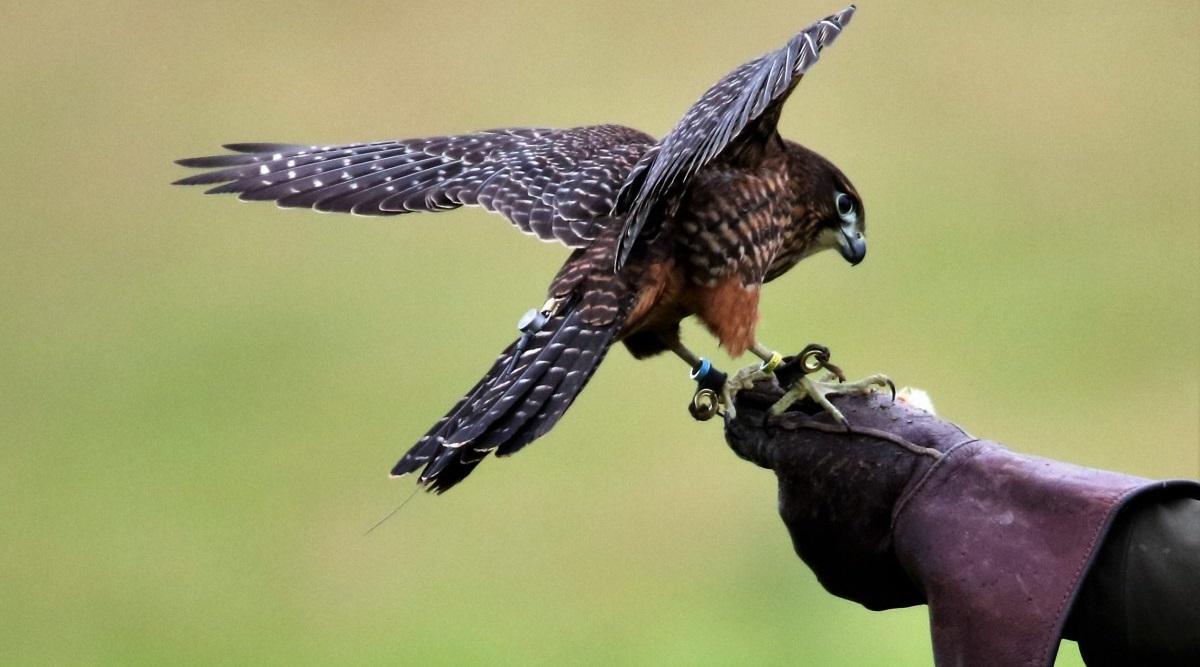 falconeria