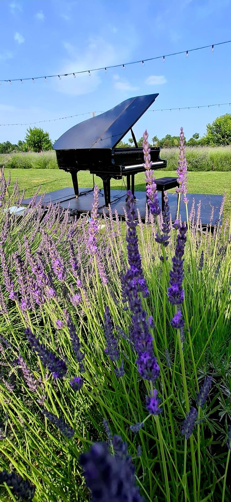 LAVANDA DEL BRENTA