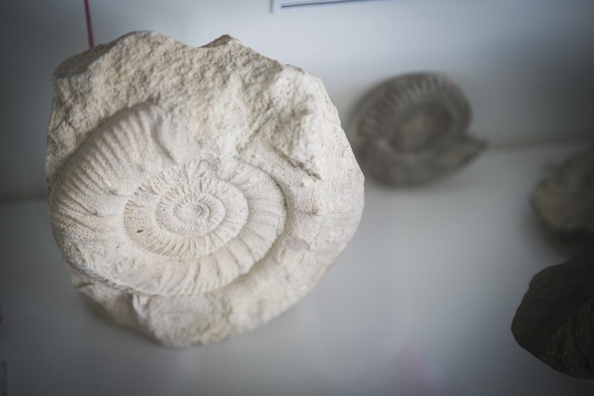 Museo di Storia Naturale dell'Alpago