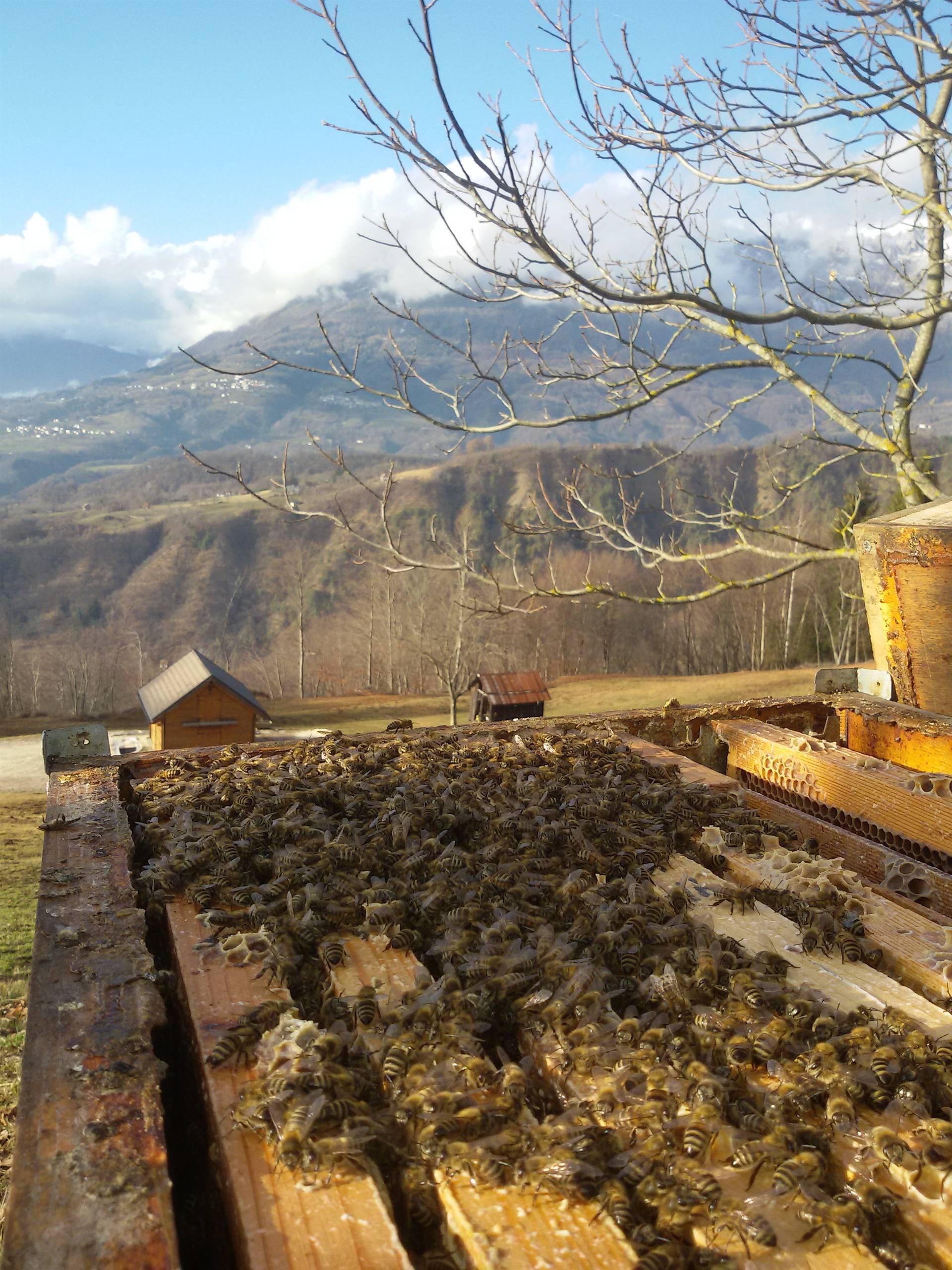 APE AGRICOLA DI STEFANI RICCARDO
