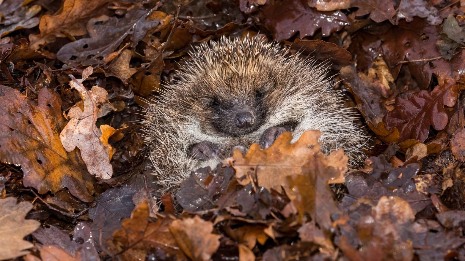 Animali svegli, animali in letargo