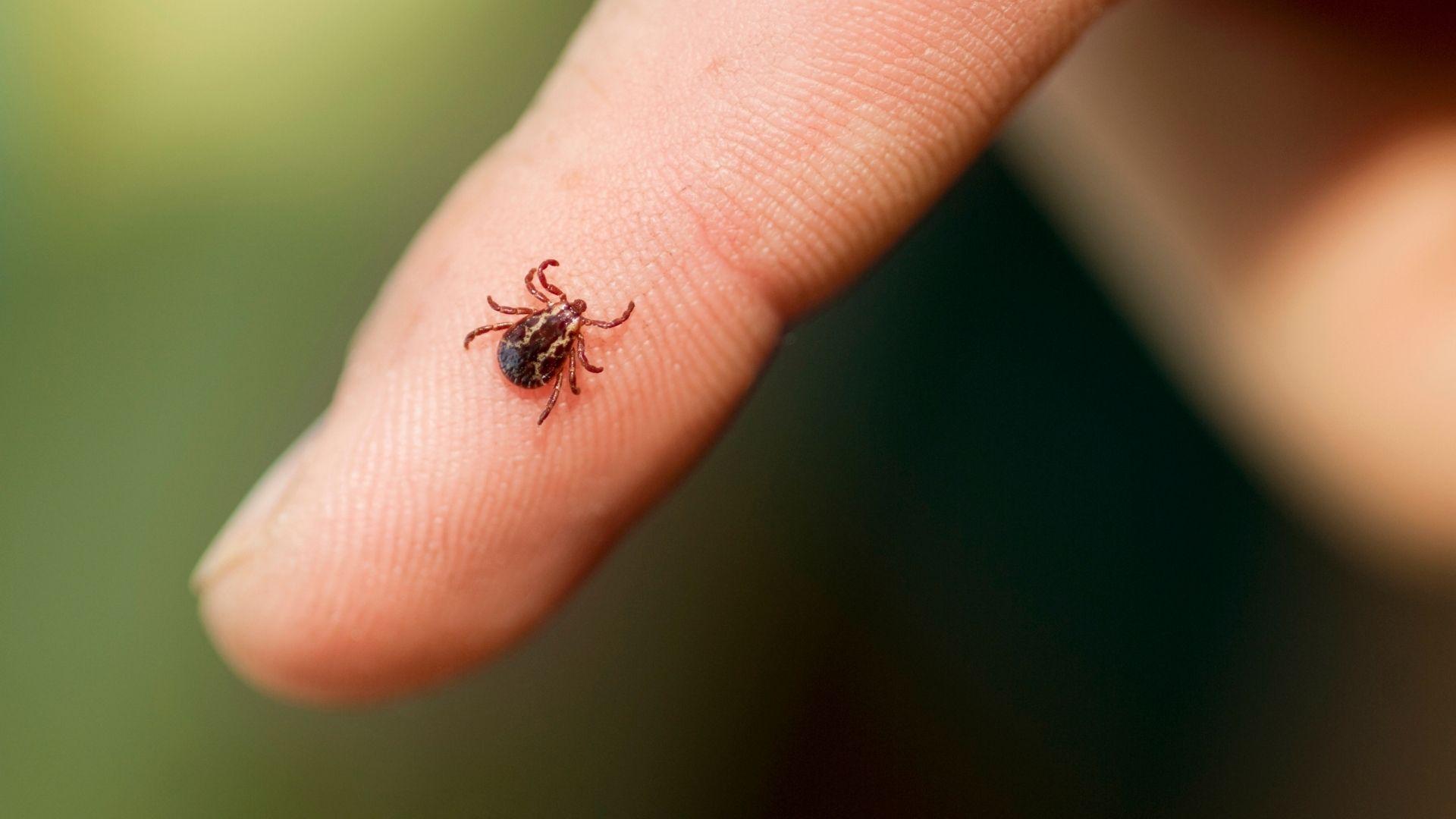 Tutto quello che hai sempre voluto chiedere sulle zecche