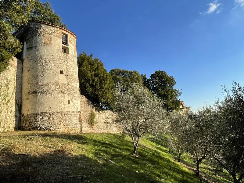 Riva di Conegliano: l'uliveto che non ti aspetti