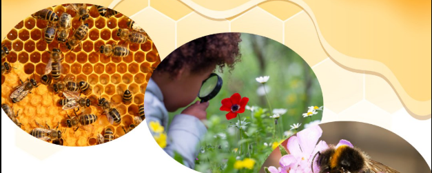 Discovering the world of bees and pollinators