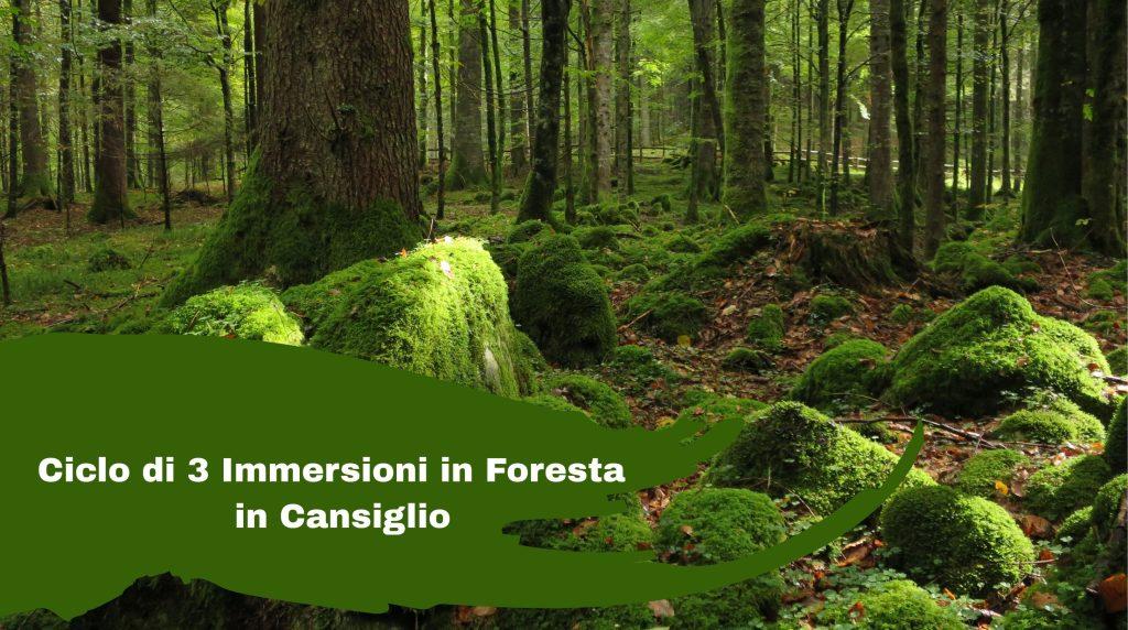 Immersioni in foresta