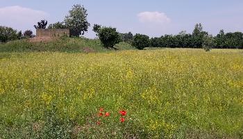 Ex base militare di Peseggia