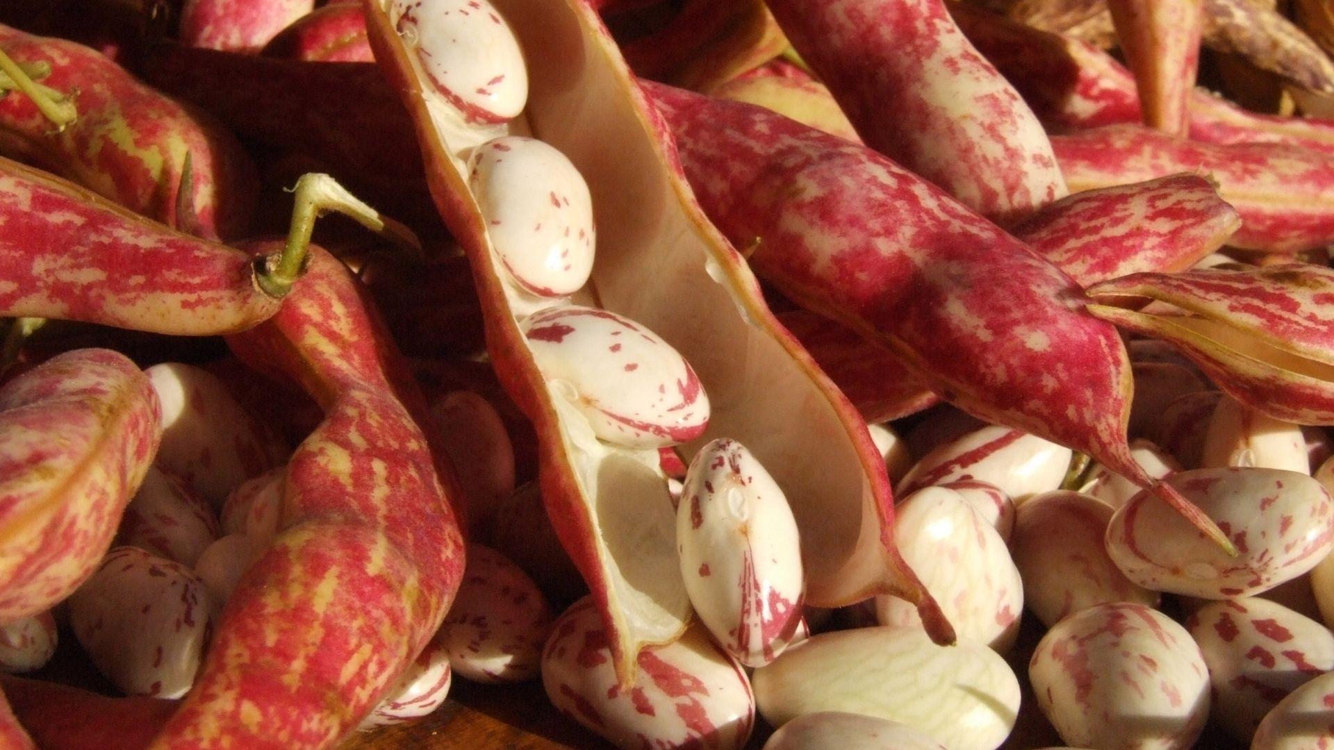 A tavola nel Feltrino: il Fagiolo