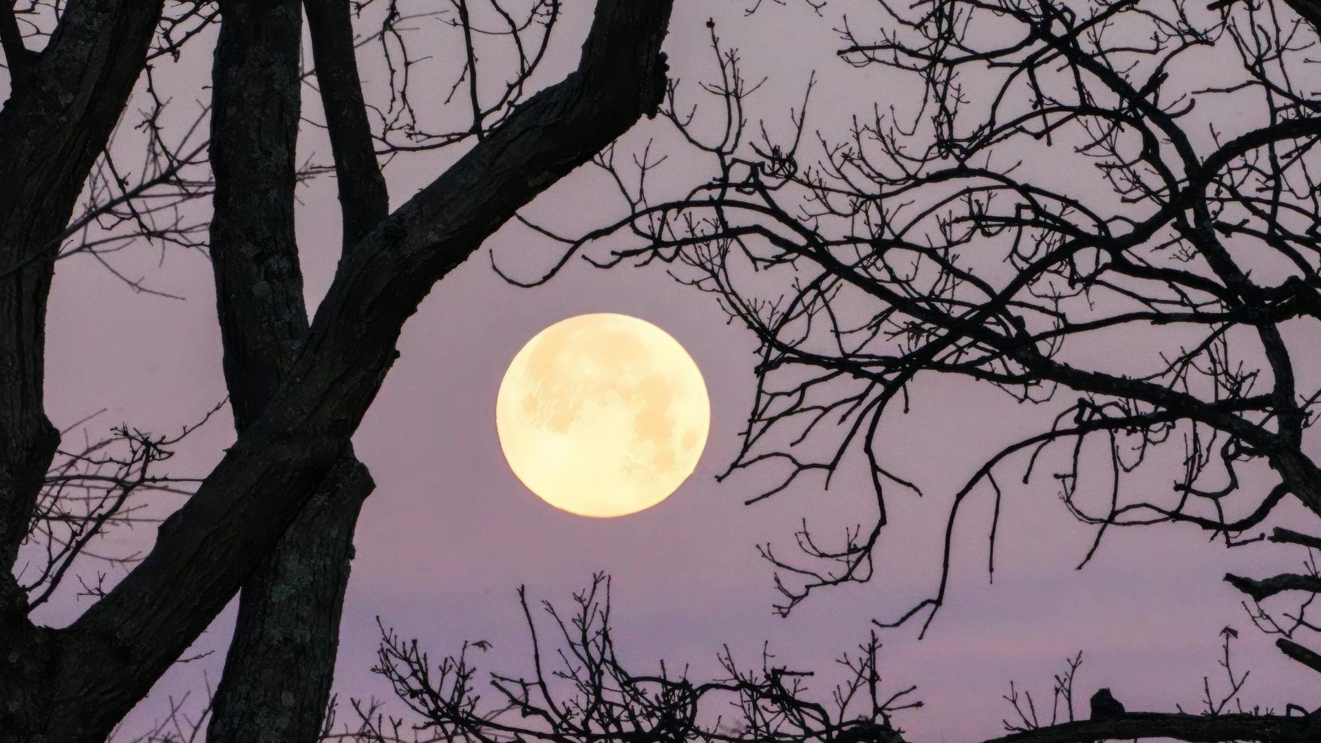 Nevegal d’argento sotto la luna piena