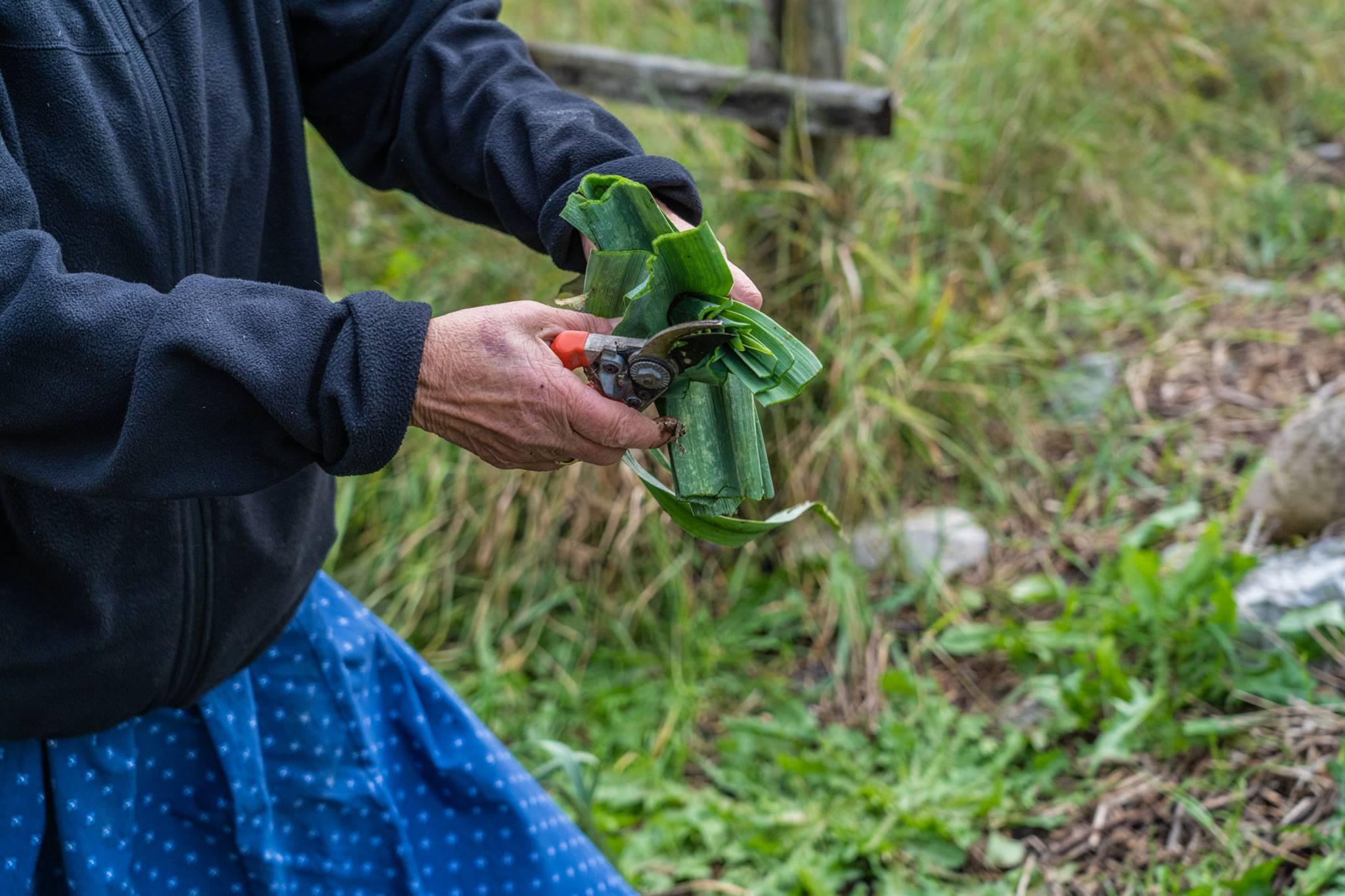 Festival dell’agricoltura di Montagna e Giornata del Porro di Nosellari