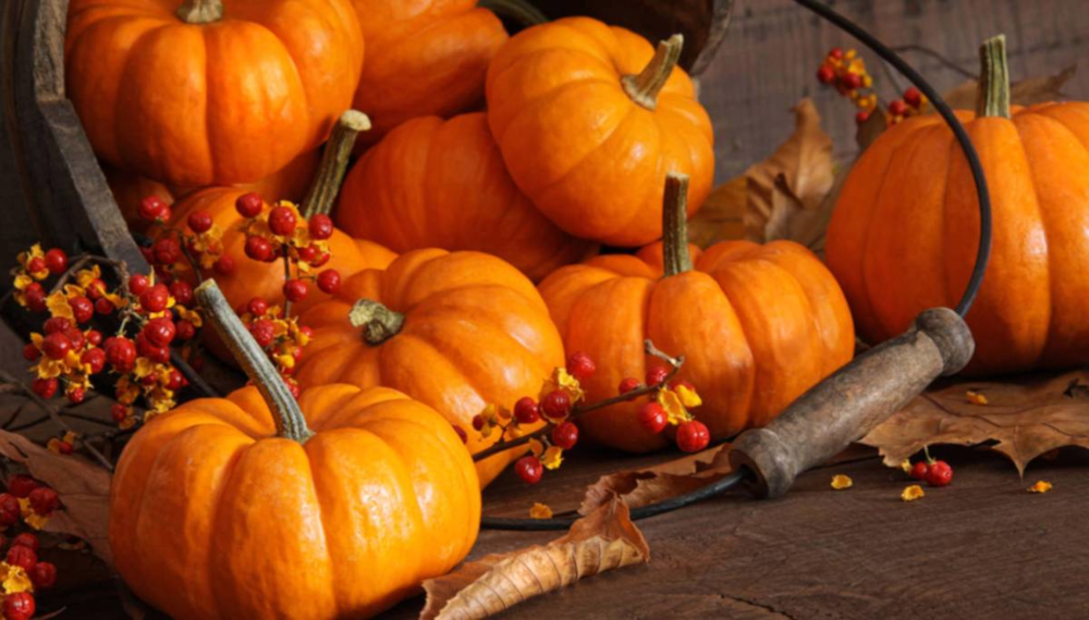 Festa della zucca