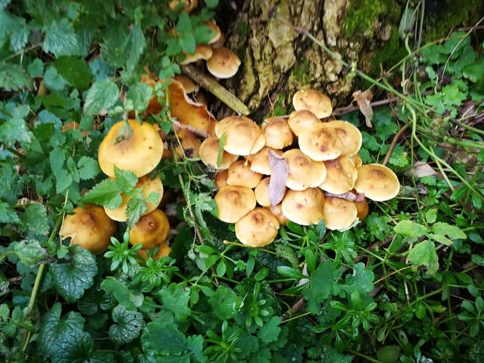 Permesso raccolta Funghi in Cansiglio