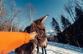 Trekking con gli asini