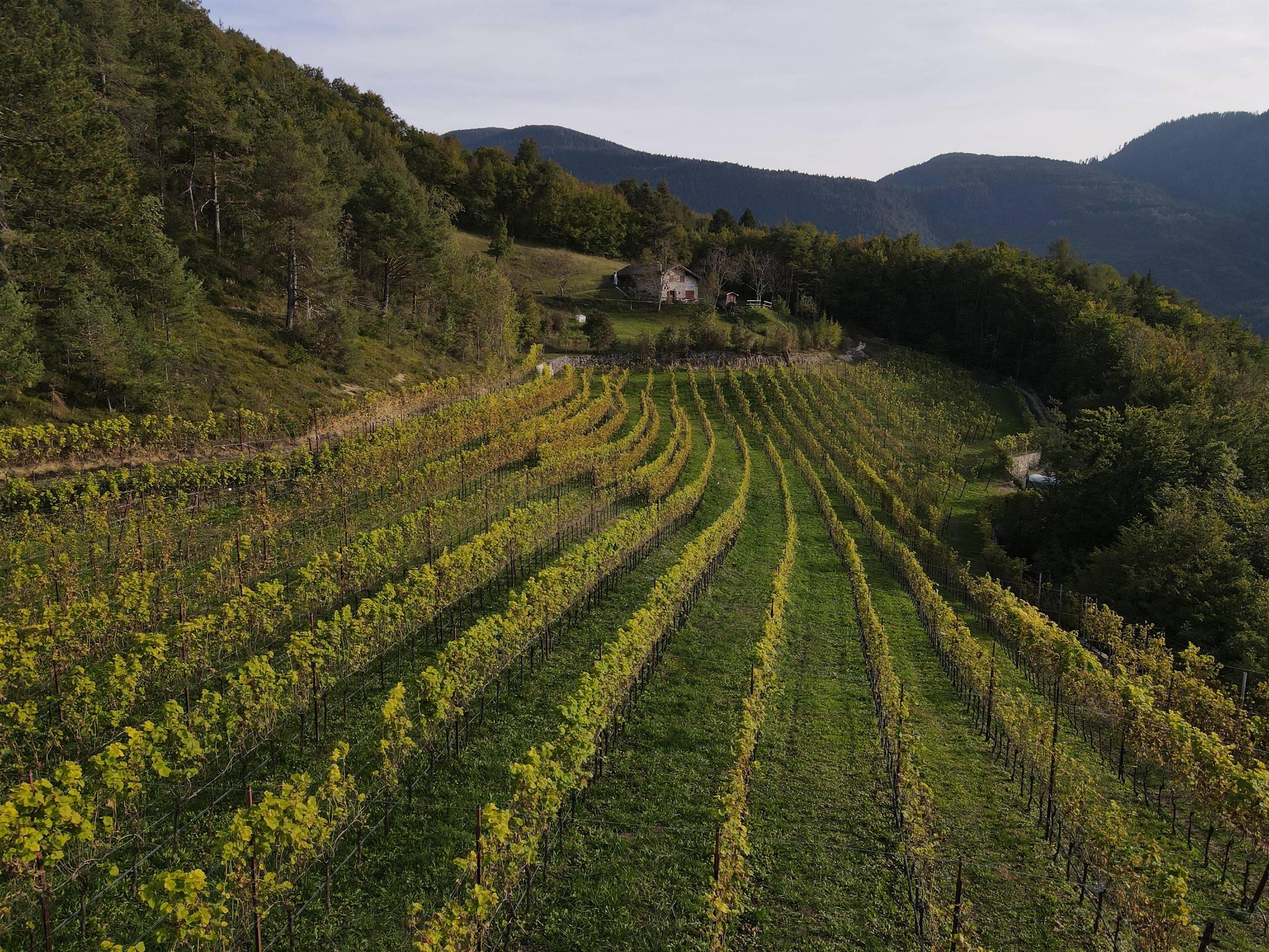 La Dispensa dei Vignaioli