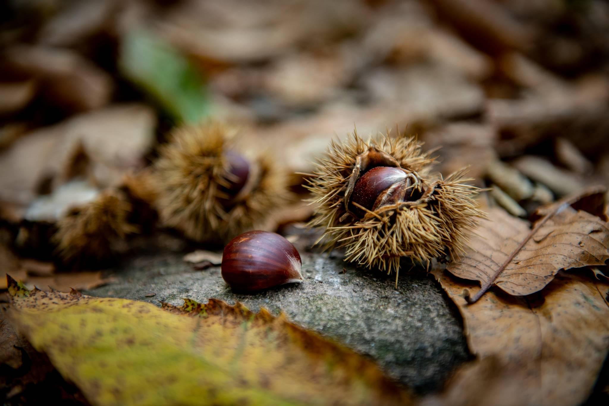 Festa della Castagna della Valle del Centa