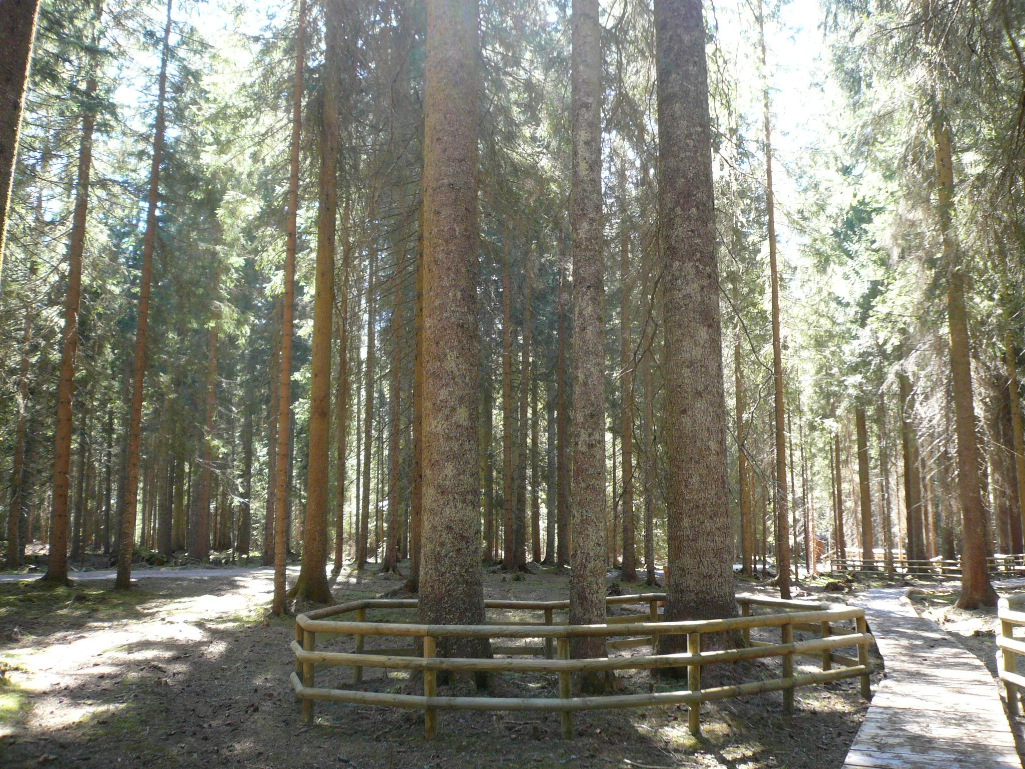 Alberi Monumentali della Val Visdende
