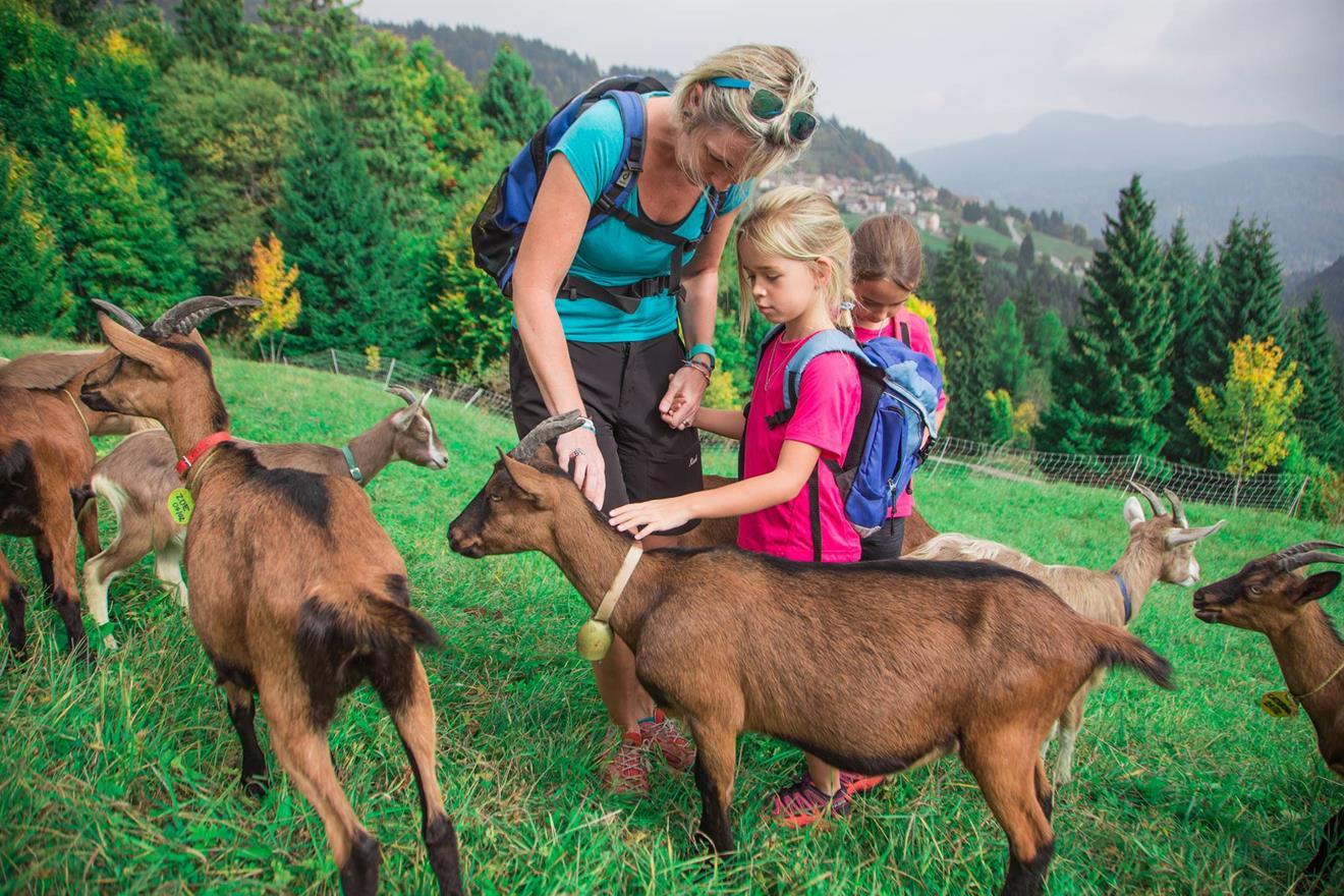 Trekking con le caprette
