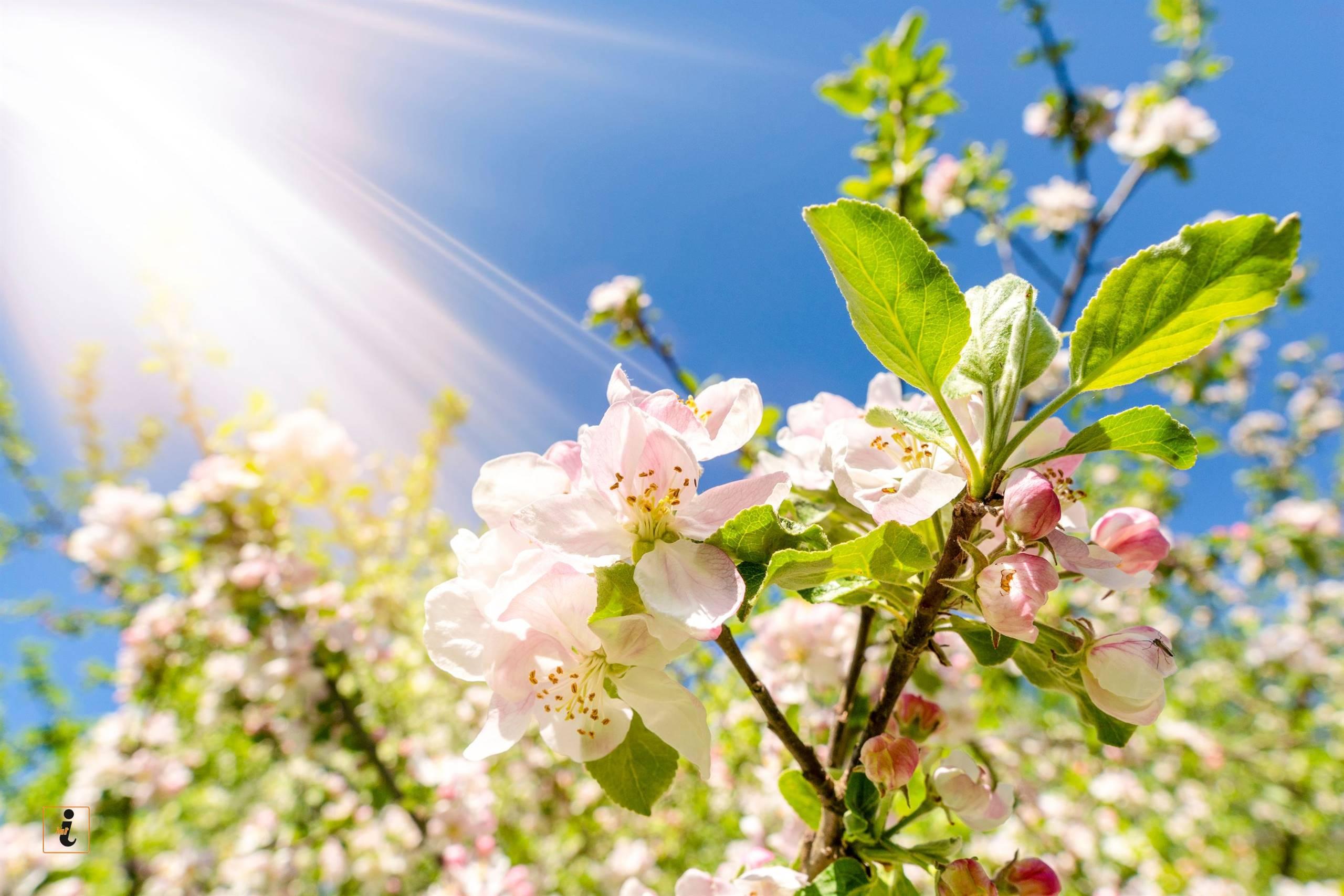 Passeggiata tra i meli in fiore