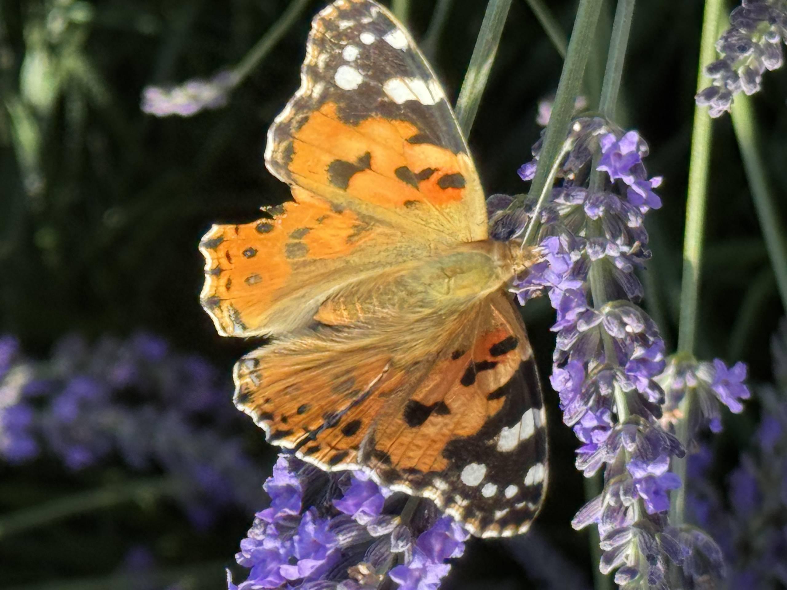 LAVANDA DEL BRENTA