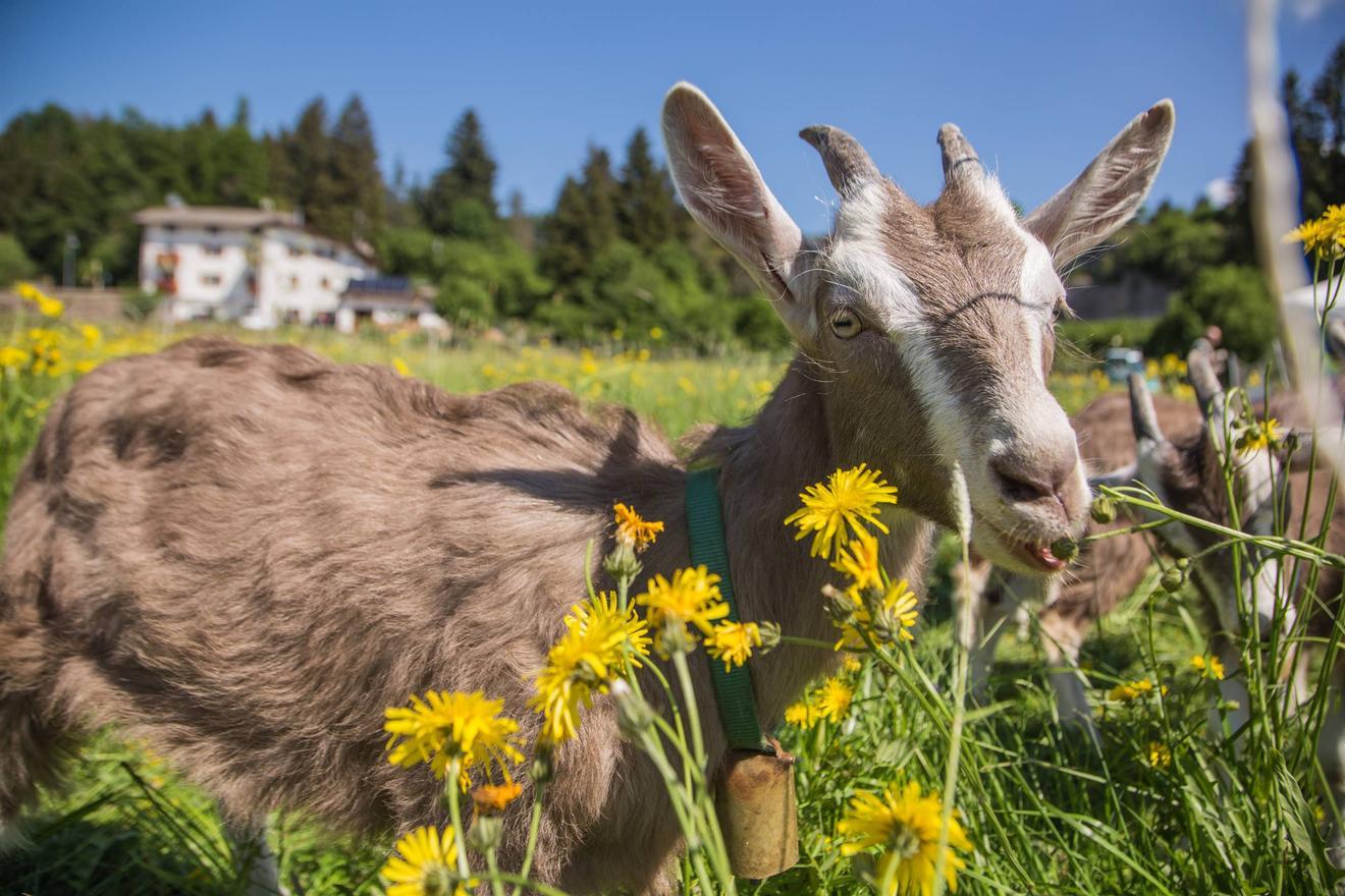 Pomeriggio in fattoria: Mungiamo le capre