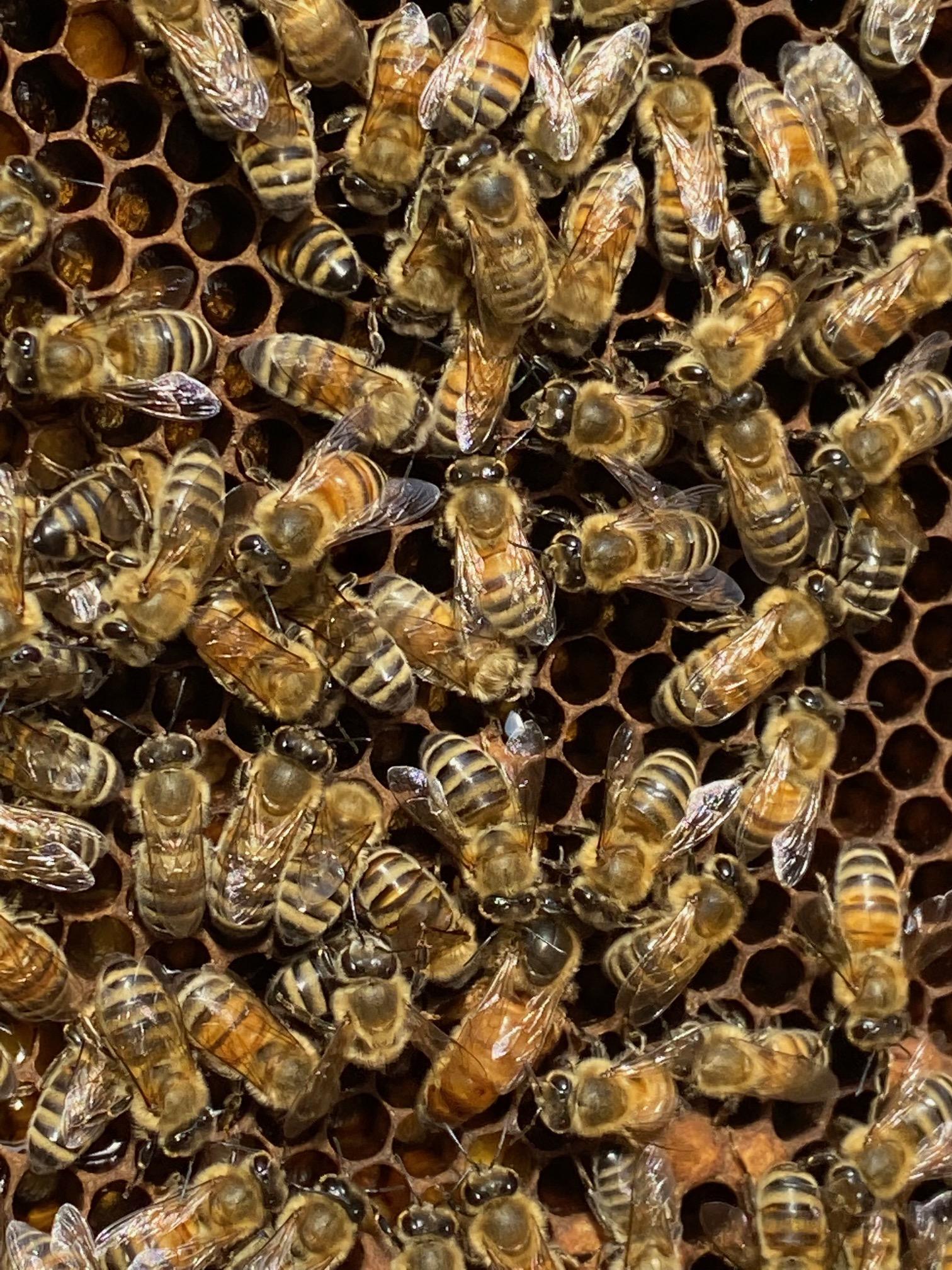 unseren Bienen