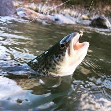 Pesca in Valle del Biois