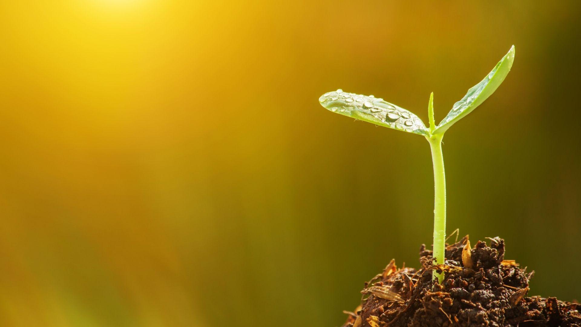 Coltiviamo Cibo e raccogliamo salute