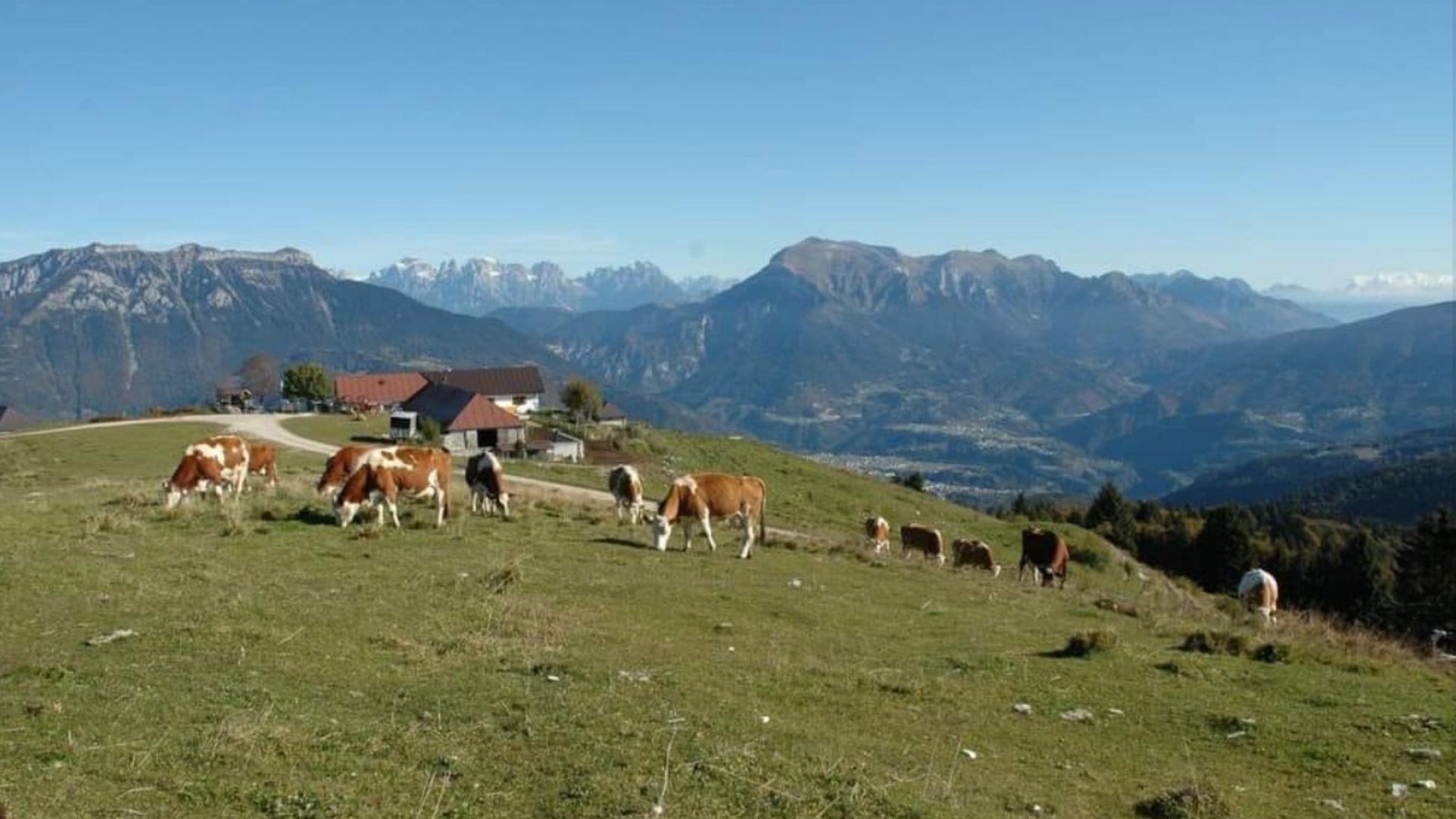 Malga Cima Campo Agritur