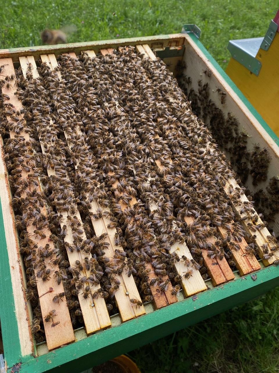 unseren Bienen