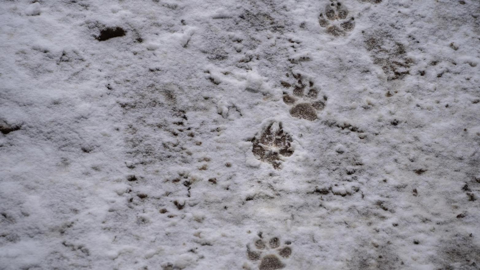 Grandi alberi e tracce di animali lungo l'Anello di Modolo