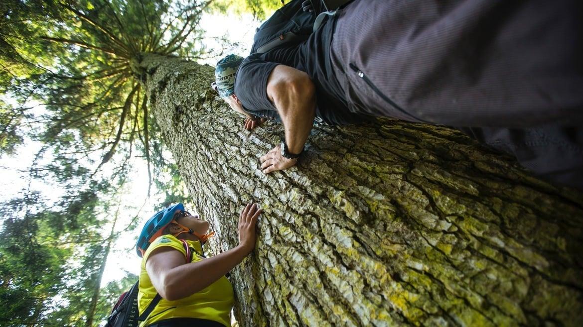 FAMILY FOREST EXPERIENCE