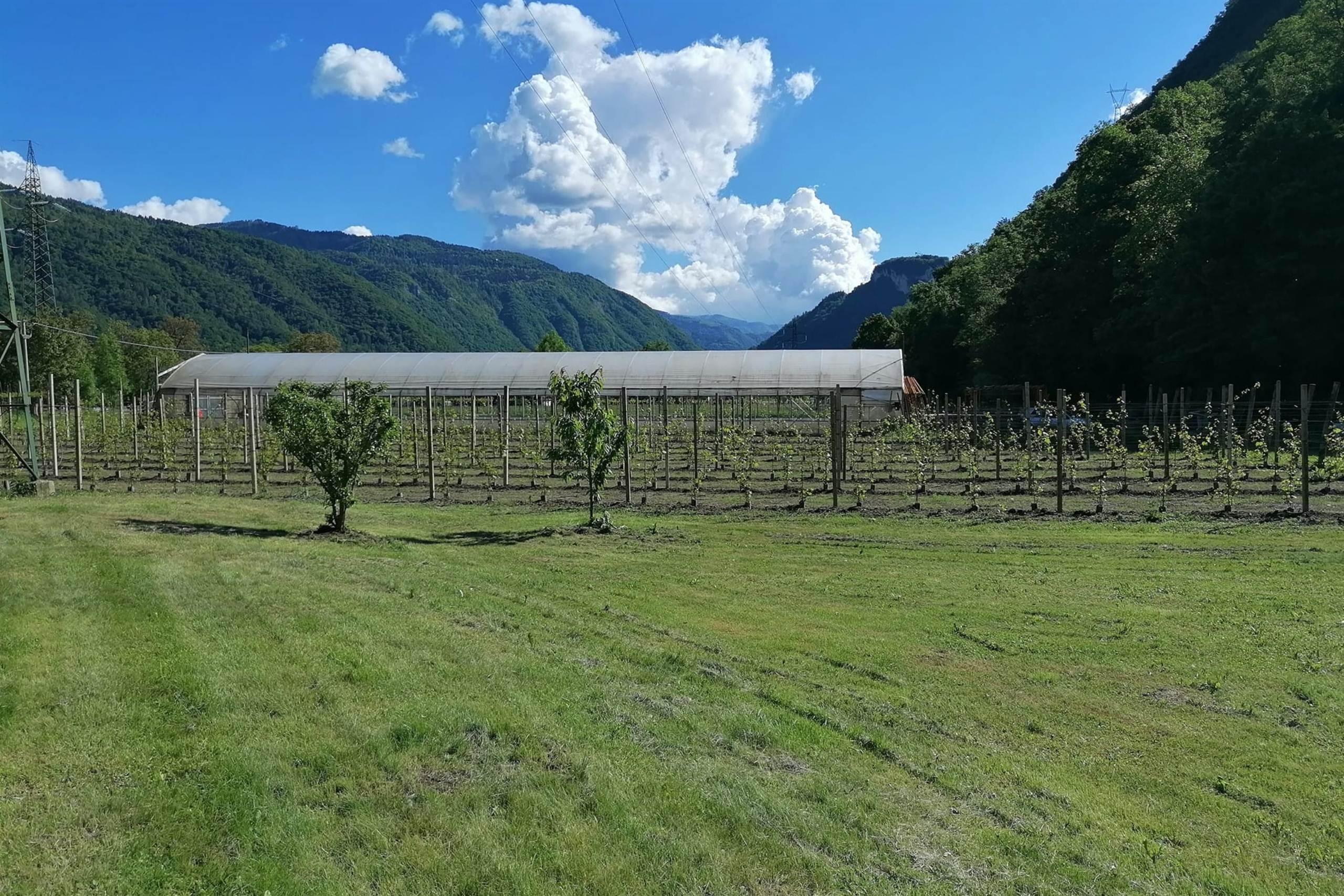 Azienda Agricola "Al Fol"