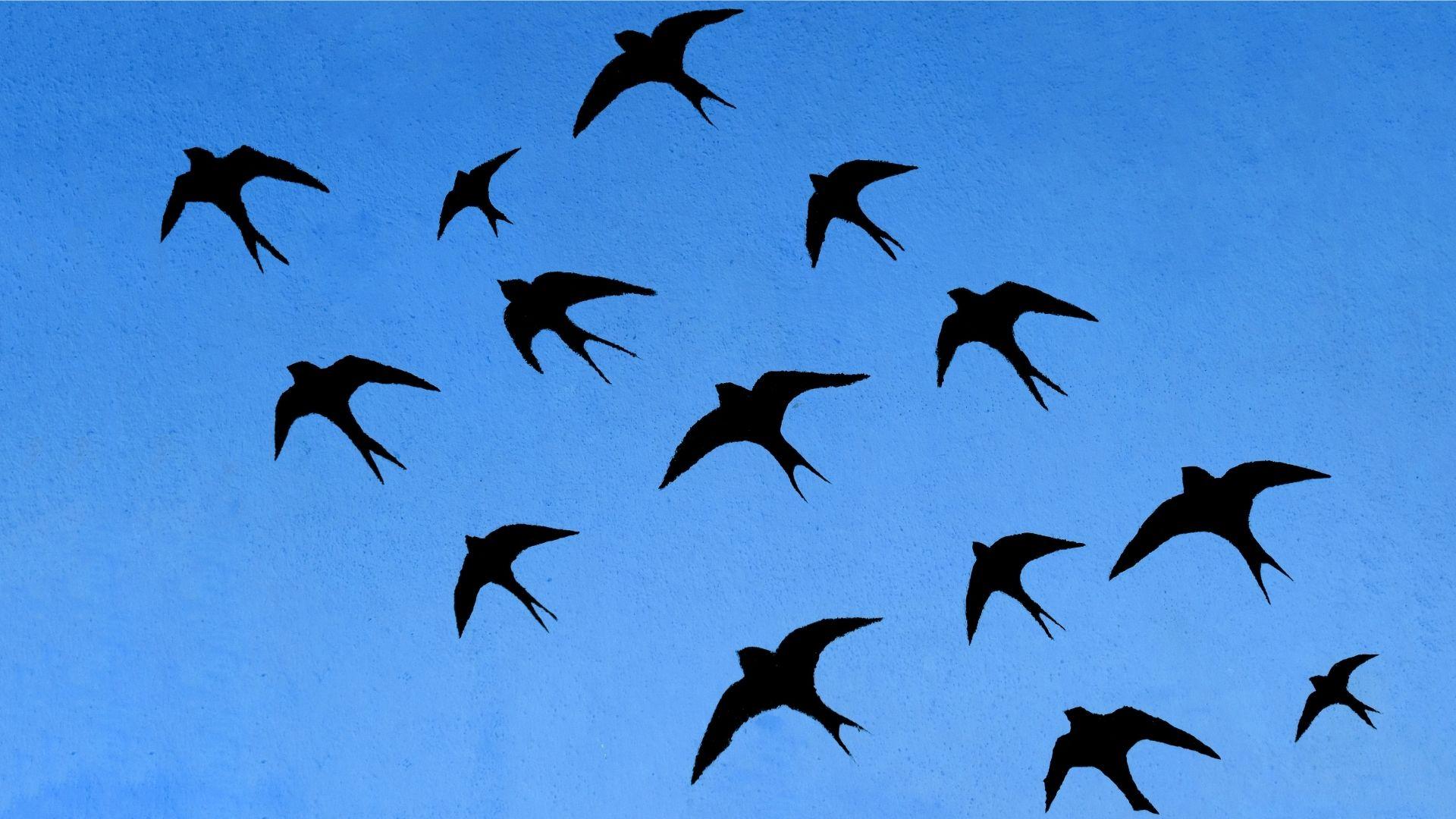 Belluno Città delle Rondini