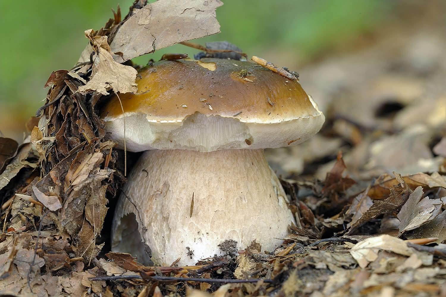 Permesso raccolta Funghi Unione Montana Alpago