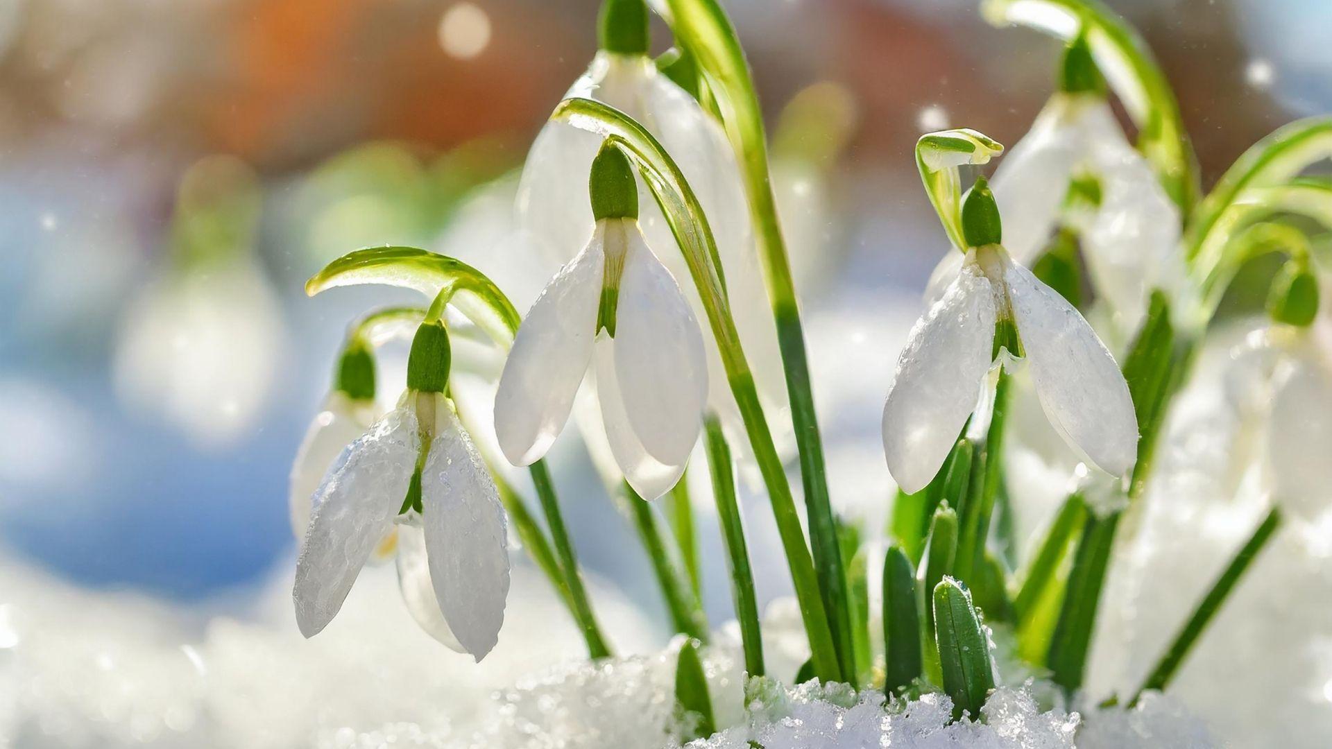 Come i bucaneve d’inverno