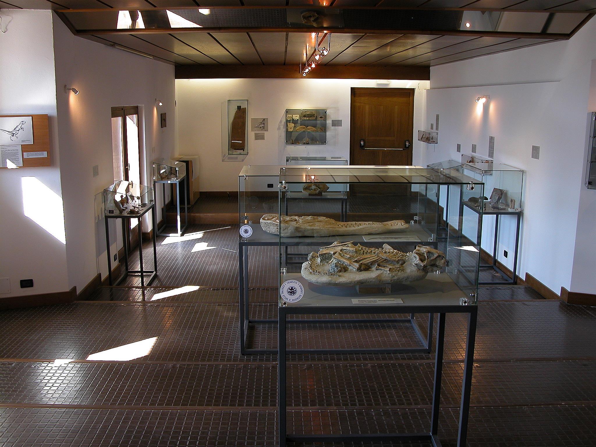 Museo paleontologico - 2