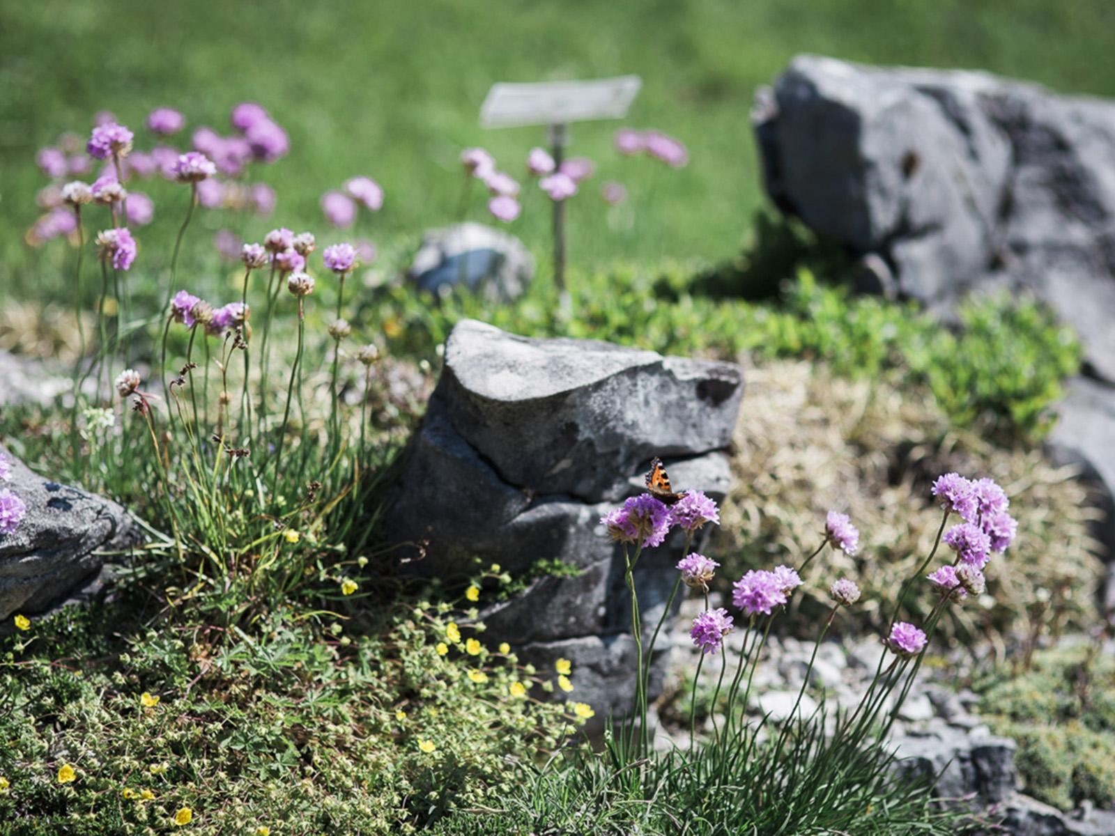 Giardino Botanico Alpino "G.Lorenzoni"