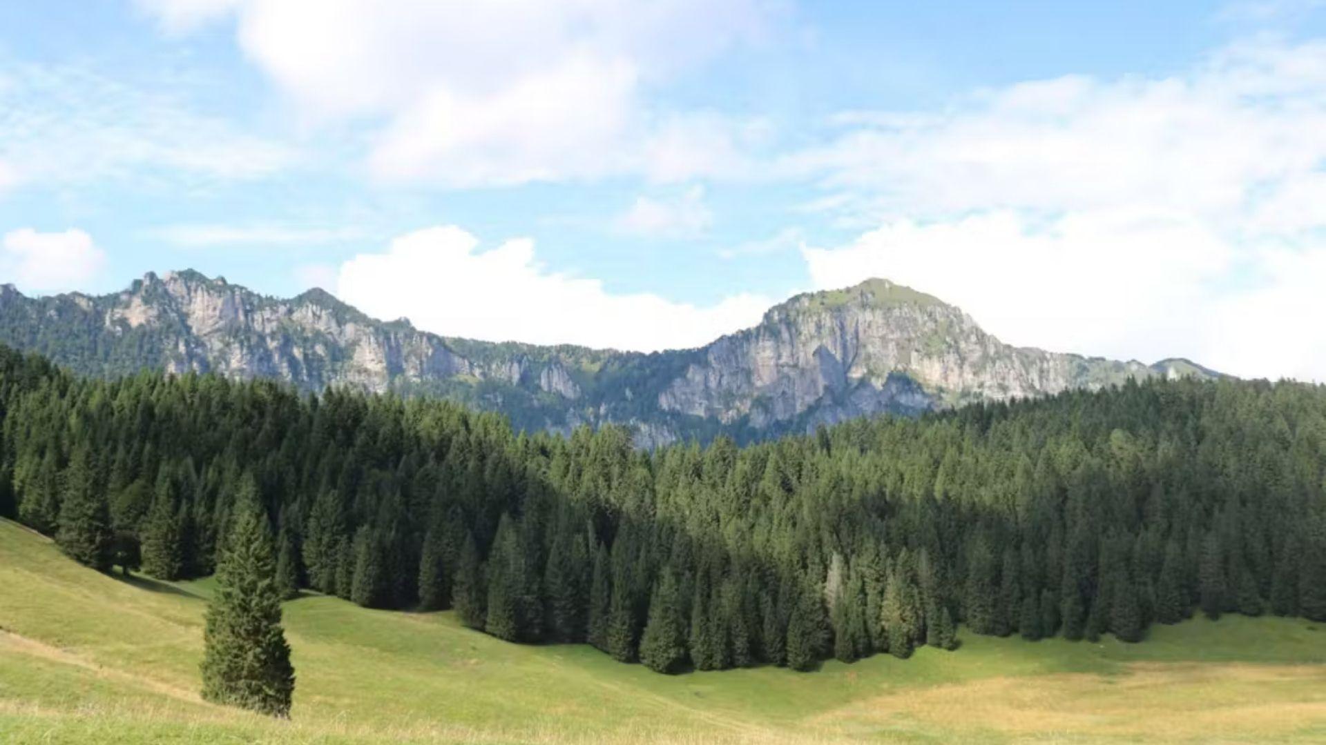 Escursione: la foresta della serenissima, le crode del parco