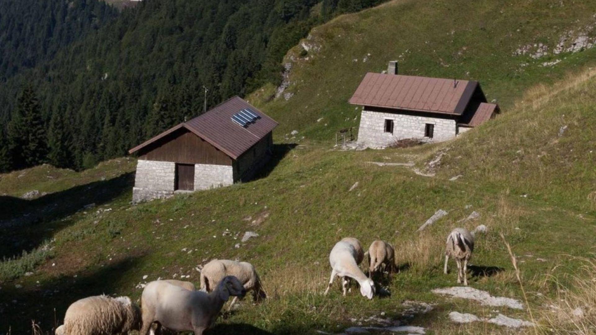 Malga Cason dei Lebi