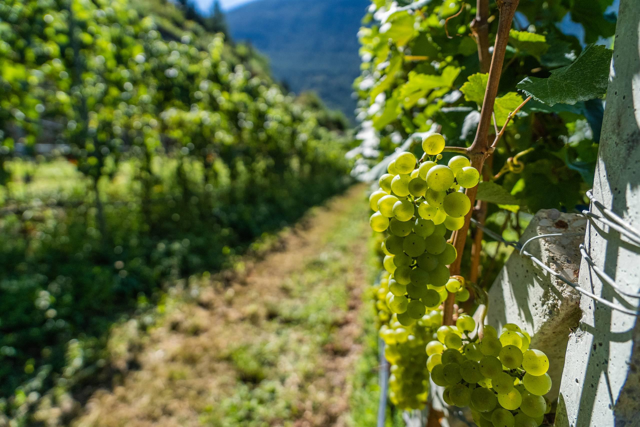 La Dispensa dei Vignaioli