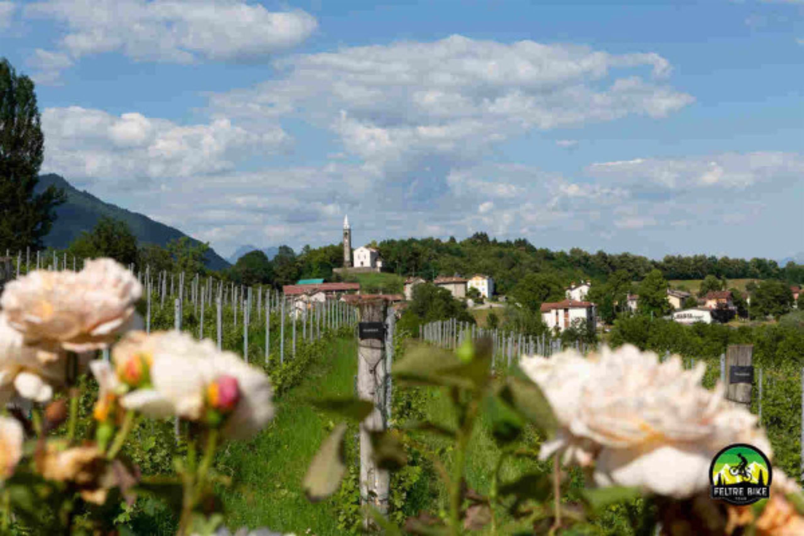 Prosecco delle Dolomiti