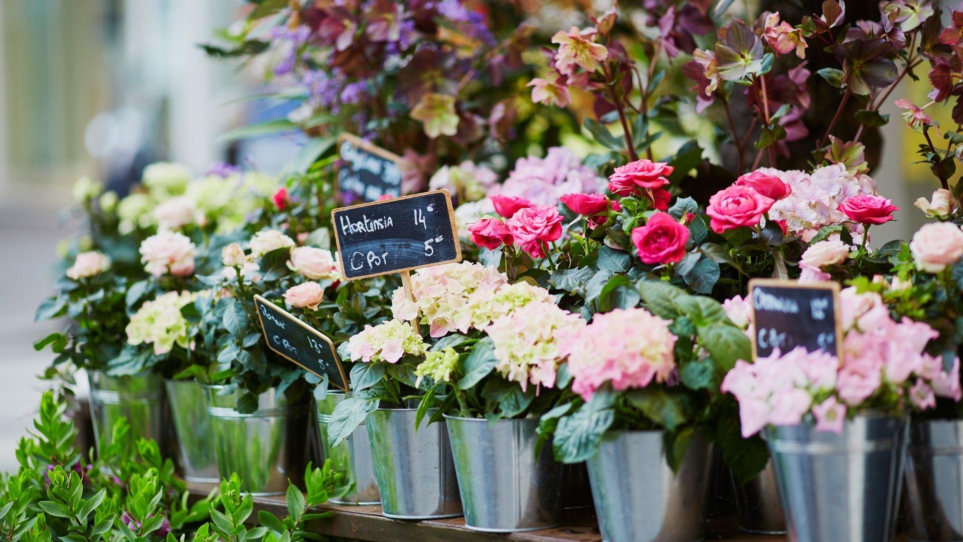 Festa di primavera – Belluno in fiore